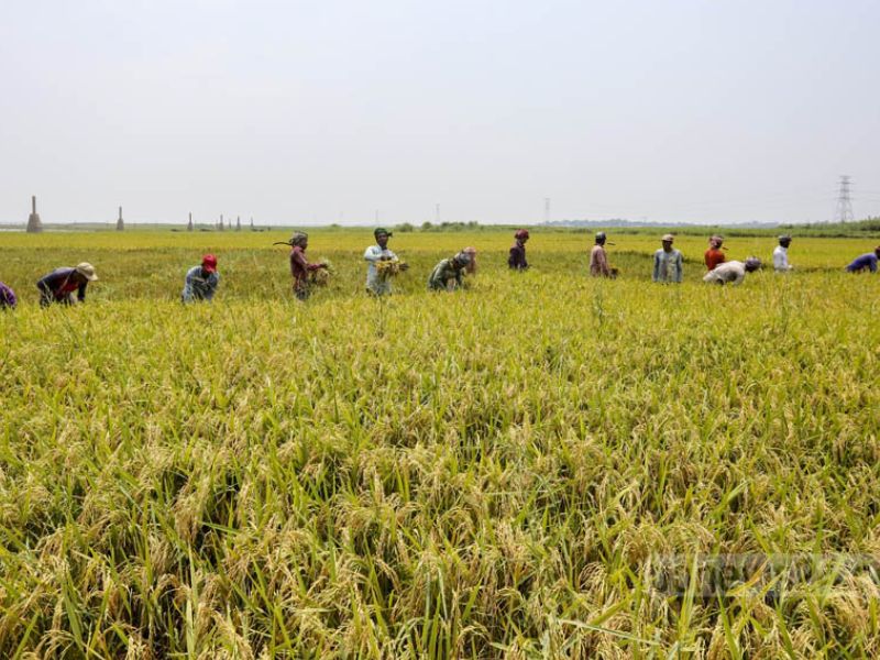 কৃষিতে ৫ লাখ টাকা পর্যন্ত আয় করমুক্ত